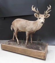 Load image into Gallery viewer, A Rare and Superb Trophy Life-size Taxidermy Hog Deer