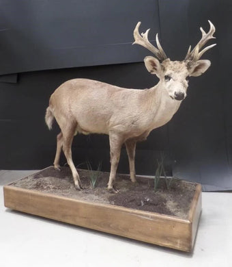 A Rare and Superb Trophy Life-size Taxidermy Hog Deer