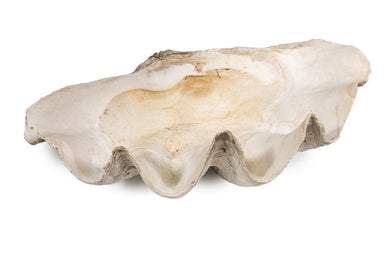 Giant Clam Shell