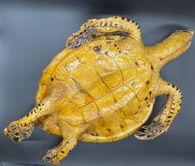 Load image into Gallery viewer, A TAXIDERMY SEA TURTLE, 19TH/20TH CENTURY