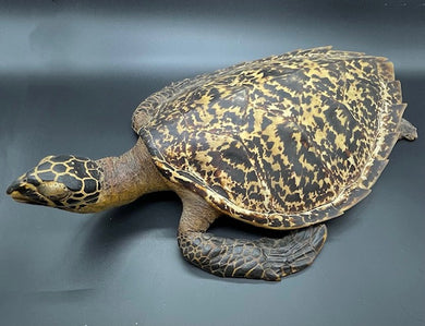 A TAXIDERMY SEA TURTLE, 19TH/20TH CENTURY