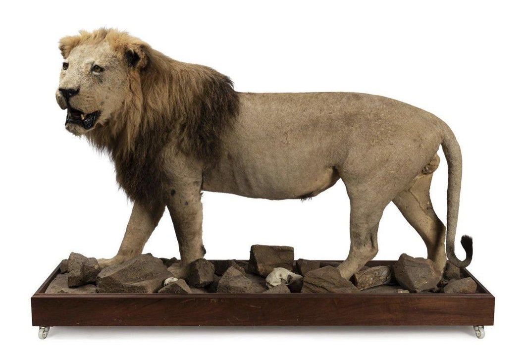 A FULL MOUNTED TAXIDERMIED MALE AFRICAN LION, 20TH CENTURY - Fine Classic Antiques