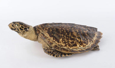 A TAXIDERMY SEA TURTLE, 19TH/20TH CENTURY - Fine Classic Antiques