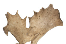 Load image into Gallery viewer, A PAIR OF FALLOW ANTLER SCONCES
