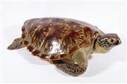 A TAXIDERMY SEA TURTLE, 19TH/20TH CENTURY - Fine Classic Antiques