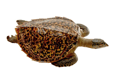 A TAXIDERMY HAWKSBILL SEA TURTLE